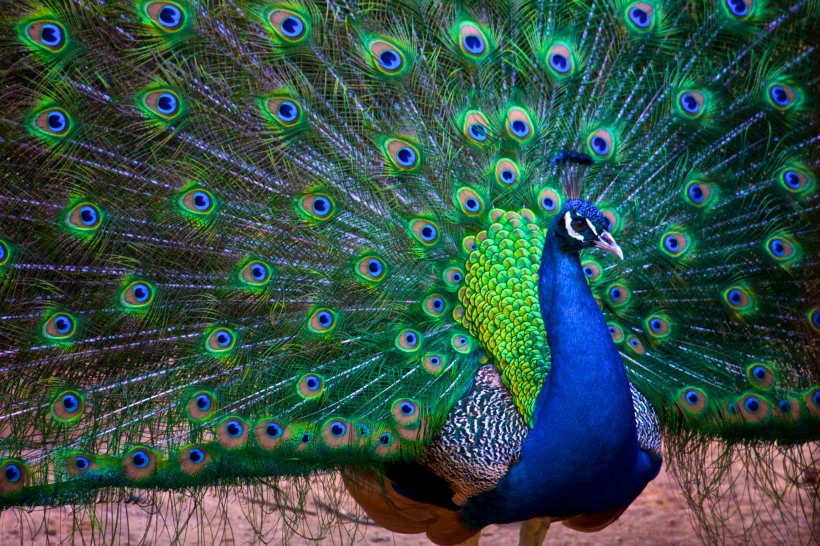 India Bird Asiatic Peafowl Rock Dove Columbidae, PNG, 2048x1365px, India, Animal, Ashy Prinia, Asiatic Peafowl, Beak Download Free