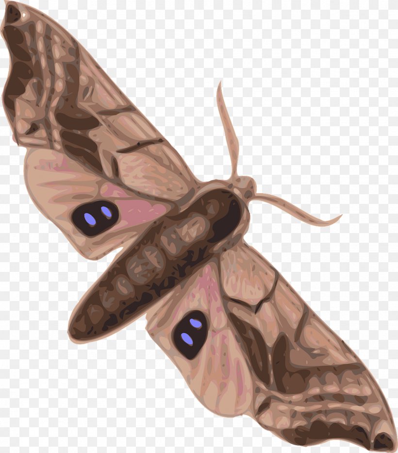 Butterfly Moth Hyalophora Cecropia Clip Art, PNG, 1124x1280px, Butterfly, Arthropod, Bombycidae, Brush Footed Butterfly, Butterflies And Moths Download Free