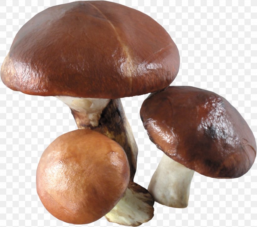 Chanterelle Edible Mushroom Common Mushroom, PNG, 2524x2226px, Mushroom, Amanita Muscaria, Chanterelle, Clipping Path, Common Mushroom Download Free