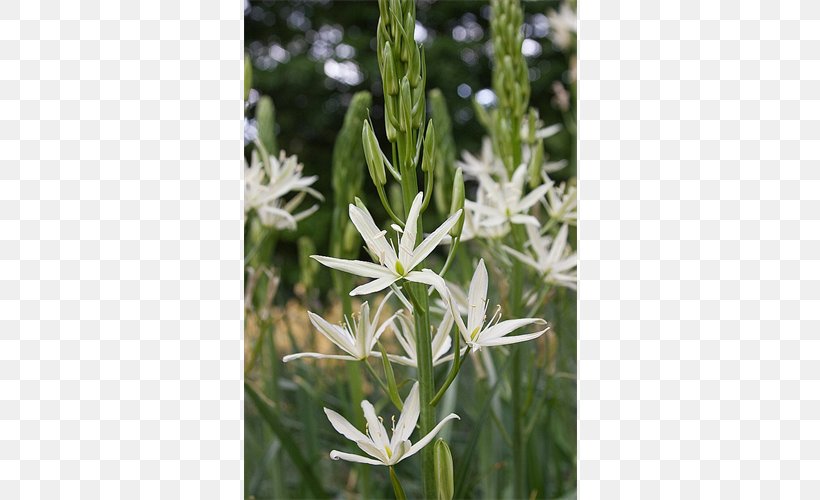 Ipheion Uniflorum Bulb Camas Striped Squill Wild Hyacinth, PNG, 500x500px, Bulb, Blue, Camas, Flora, Flower Download Free