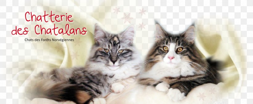 Norwegian Forest Cat Maine Coon Whiskers Kitten Domestic Short-haired Cat, PNG, 1024x422px, Norwegian Forest Cat, Animal Husbandry, Breed, Breeder, Carnivoran Download Free