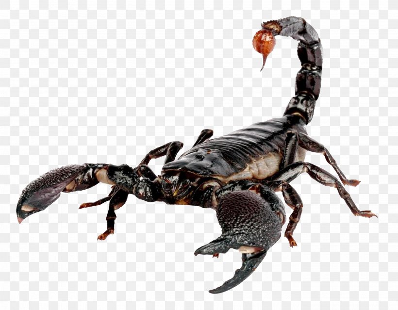 Scorpion Sting Stinger Exeter Exotics, PNG, 2700x2105px, Scorpion, Amblypygi, Arachnid, Arthropod, Emperor Scorpion Download Free