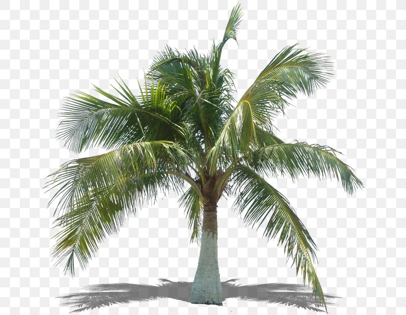 Arecaceae Asian Palmyra Palm Tree Coconut Plant, PNG, 653x636px, Arecaceae, Arecales, Asian Palmyra Palm, Attalea Speciosa, Bark Download Free