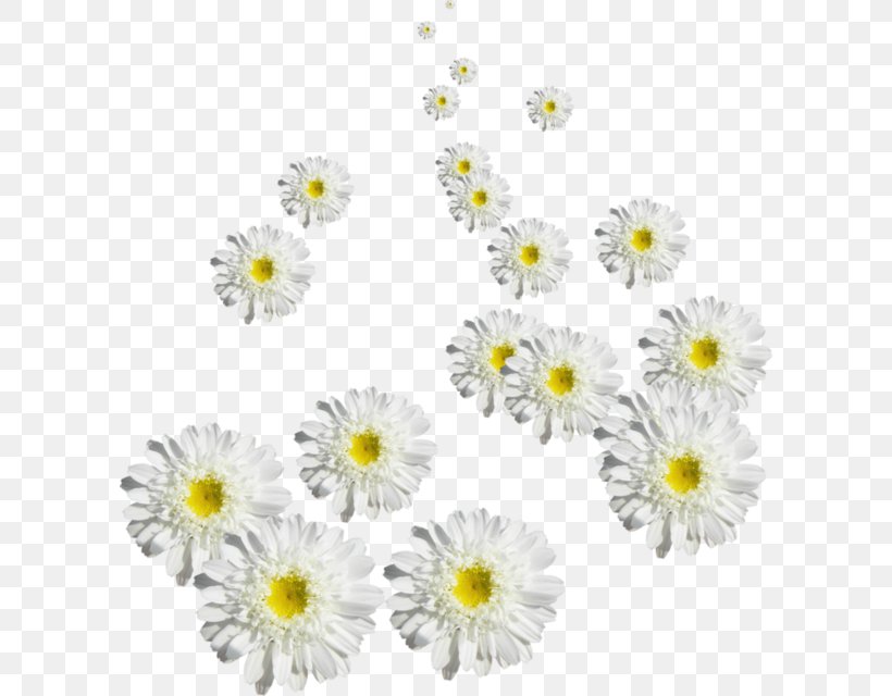Chrysanthemum Oxeye Daisy, PNG, 600x640px, Chrysanthemum, Chrysanths, Cut Flowers, Daisy, Daisy Family Download Free