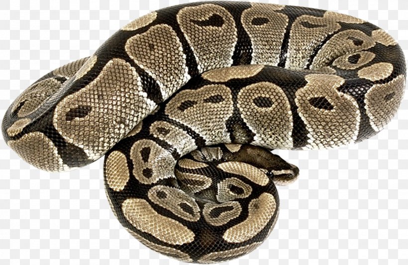 Rattlesnake Reptile Vipers Boas, PNG, 1977x1283px, Snake, Anaconda, Animal, Boa Constrictor, Boas Download Free