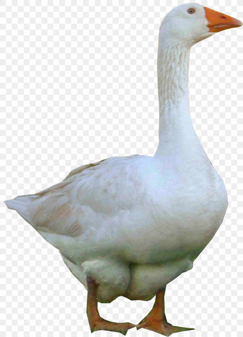 Duck American Pekin Image Goose, PNG, 1100x1529px, Duck, American Pekin, Beak, Bird, Domestic Duck Download Free
