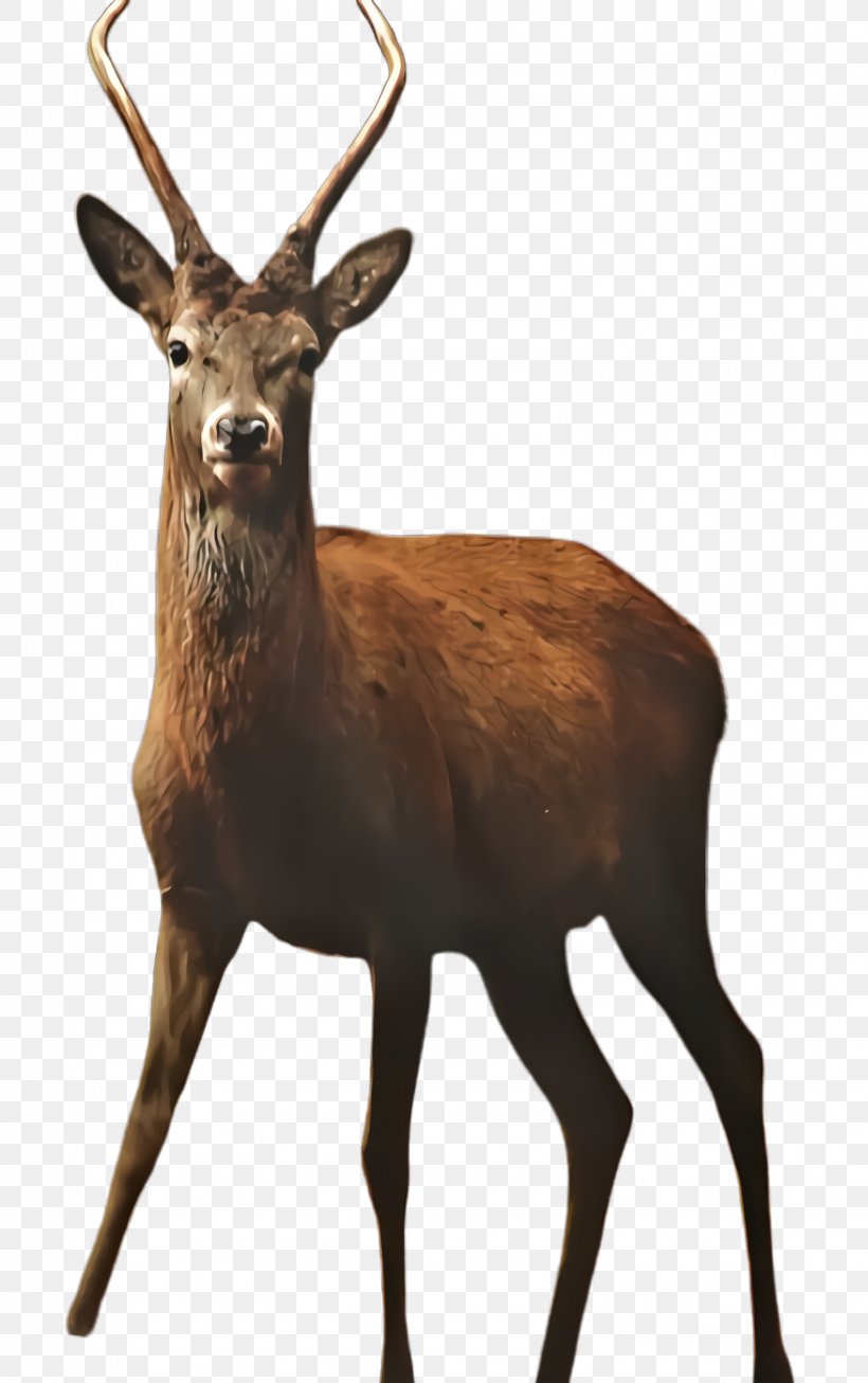 Reindeer, PNG, 1584x2524px, Deer, Antelope, Antler, Elk, Horn Download Free