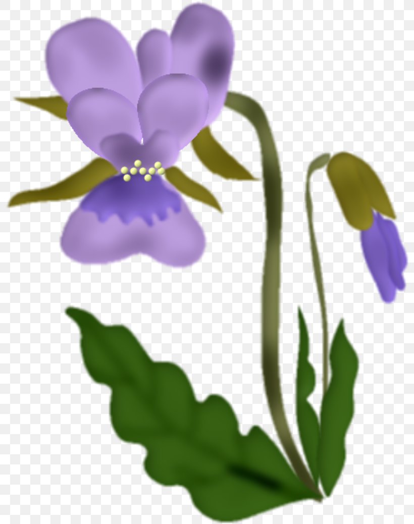 Flower Violet, PNG, 800x1038px, Flower, Blog, Blume, Cattleya, Color Download Free