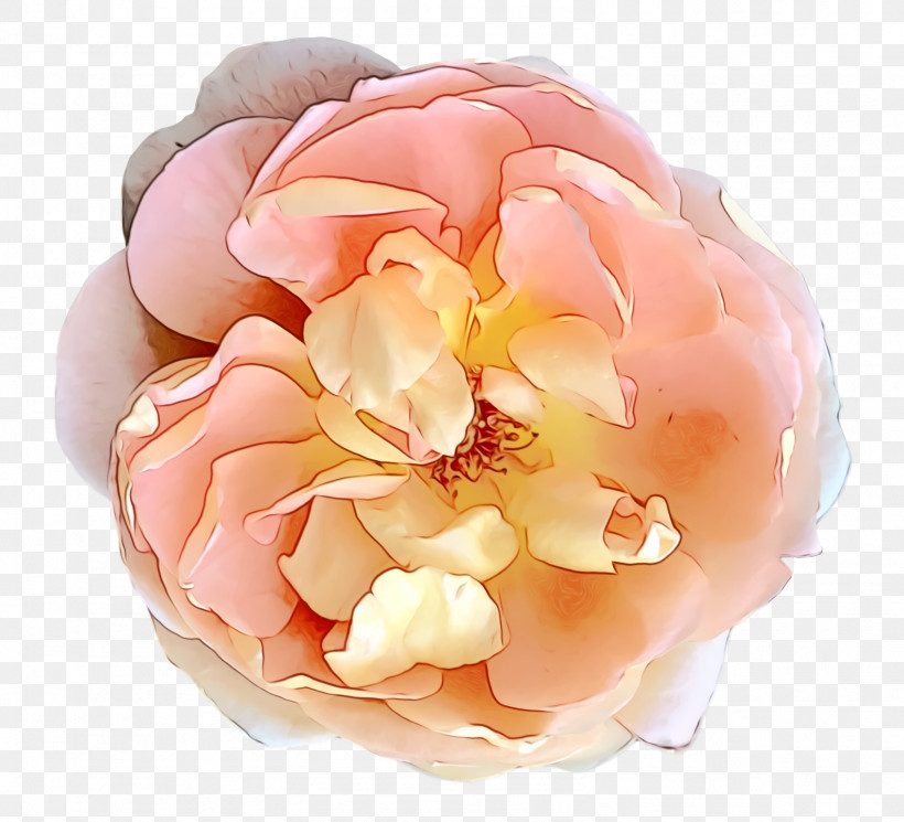 Garden Roses, PNG, 1584x1440px, Watercolor, Cabbage Rose, Cut Flowers, Flower, Garden Download Free
