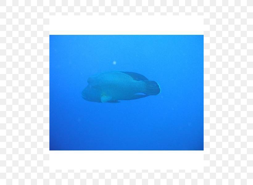 Marine Mammal Marine Biology Fish, PNG, 800x600px, Marine Mammal, Aqua, Azure, Biology, Blue Download Free