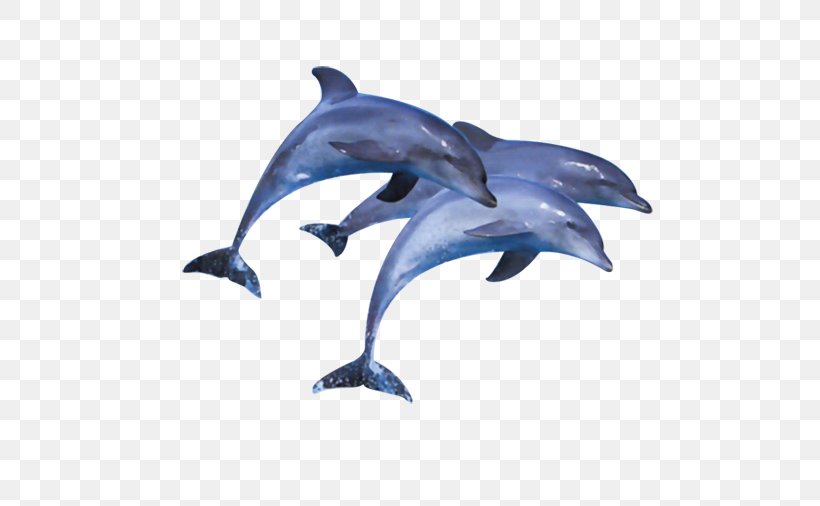 Short-beaked Common Dolphin Common Bottlenose Dolphin Wholphin Tucuxi, PNG, 581x506px, Shortbeaked Common Dolphin, Common Bottlenose Dolphin, Common Dolphin, Dolphin, Mammal Download Free