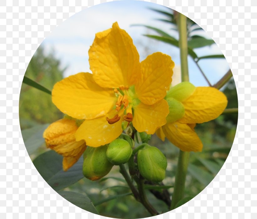 St. John's Wort Senna M Wildflower, PNG, 700x700px, Wildflower, Flora, Flower, Flowering Plant, Hypericum Download Free