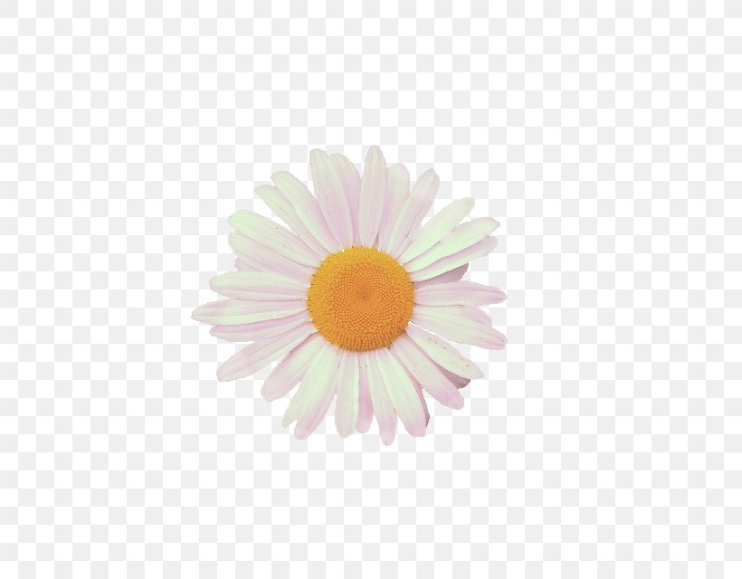 Common Daisy Chamomile Aveeno ULTRA-CALMING Foaming Cleanser Oxeye Daisy, PNG, 479x640px, Common Daisy, Aster, Chamomile, Chrysanths, Cleanser Download Free