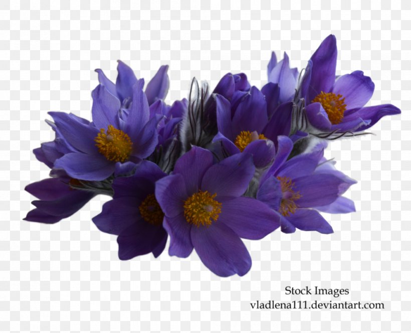 Flower Clip Art, PNG, 993x805px, Flower, Anemone, Crocus, Cut Flowers, Flowering Plant Download Free