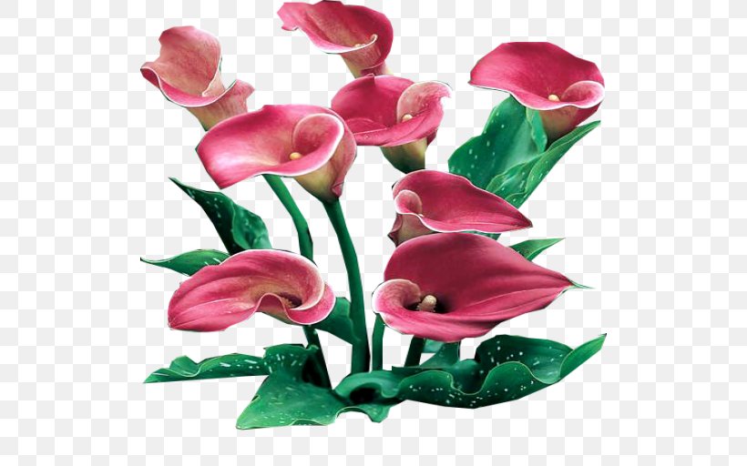 Arum-lily Flower Clip Art, PNG, 512x512px, Arumlily, Art, Artificial Flower, Arum, Calas Download Free