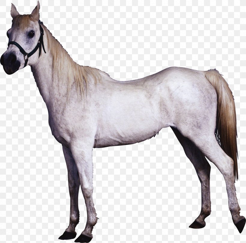Horse, PNG, 1200x1181px, Horse, Bit, Colt, Digital Image, Foal Download Free