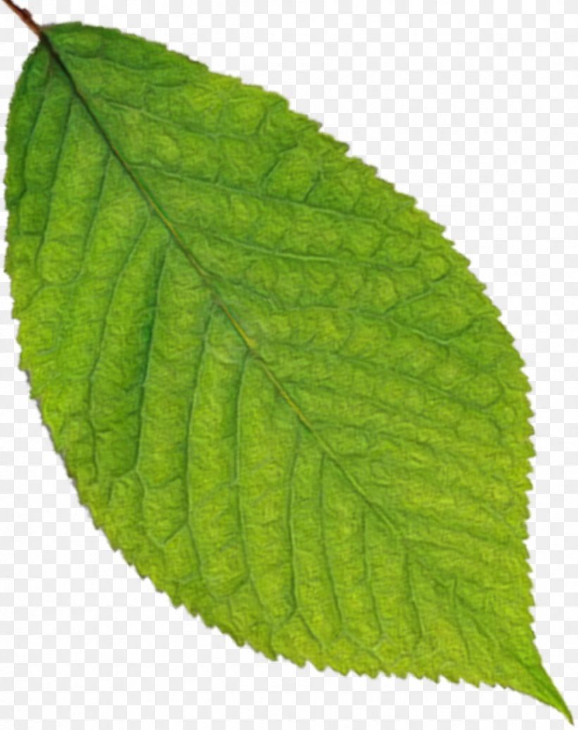 Leaf Farmacopea Ufficiale Plant Pathology Mother Nature, PNG, 1188x1500px, Leaf, Dyeing, Elm Family, Mother, Mother Nature Download Free