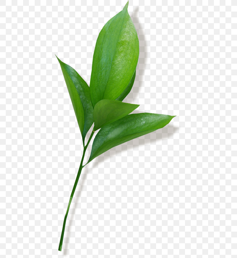 Leaf Plant Stem Bud Grasses Branch, PNG, 441x891px, Leaf, Branch, Bud, Flower, Flowerpot Download Free