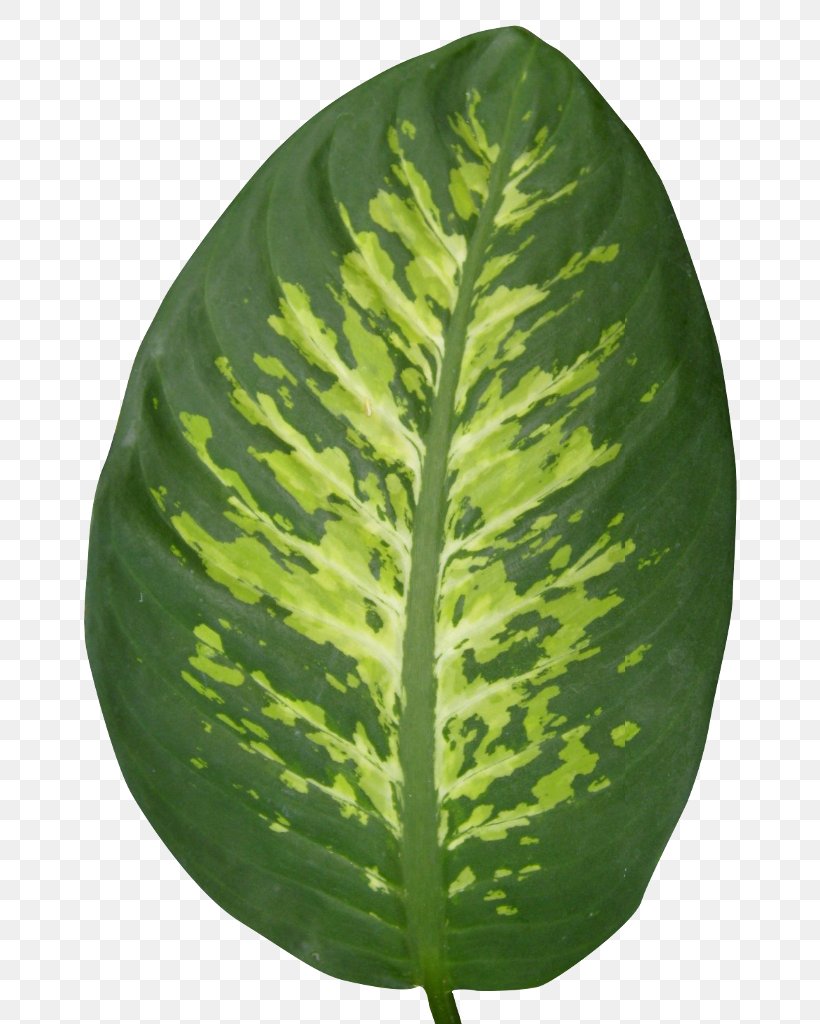 Leaf, PNG, 732x1024px, Leaf, Plant Download Free