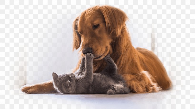 Cat Dog Felidae Puppy Kitten, PNG, 980x551px, Cat, Animal Allergy, Carnivoran, Cats Dogs, Companion Dog Download Free