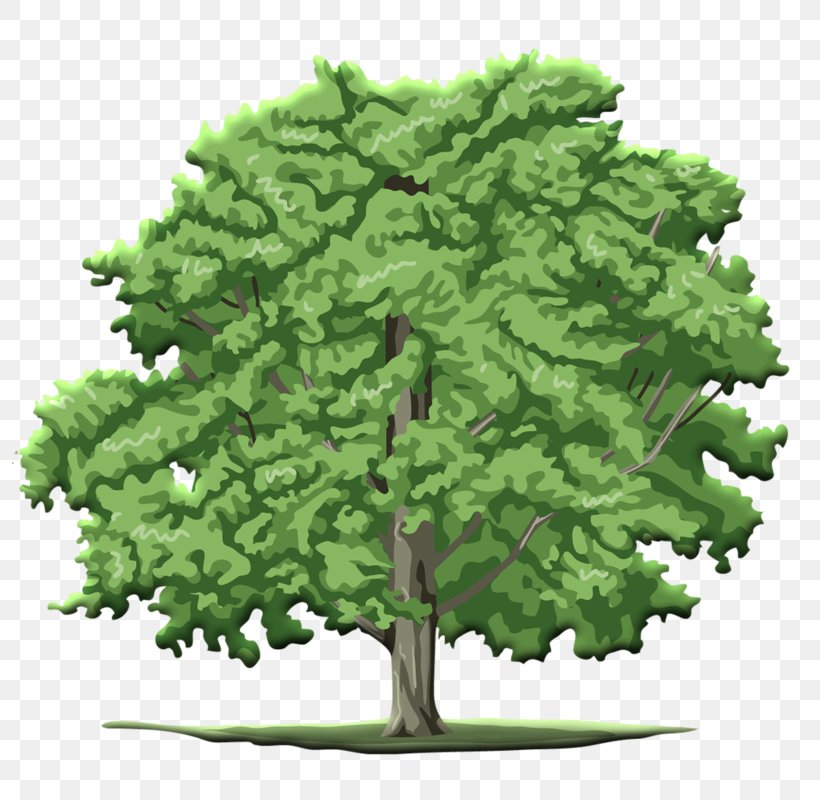 Clip Art Tree Branch, PNG, 796x800px, Tree, Biome, Branch, Conifer, Evergreen Download Free