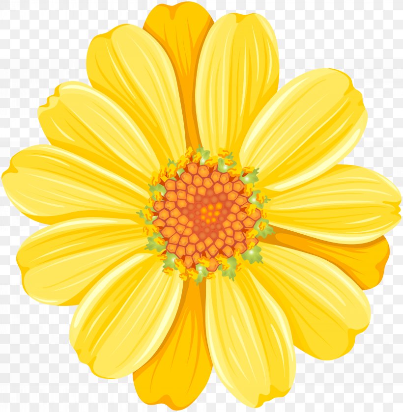 Common Daisy Desktop Wallpaper Transvaal Daisy Clip Art, PNG, 7816x8000px, Common Daisy, Chrysanthemum, Chrysanths, Color, Cut Flowers Download Free