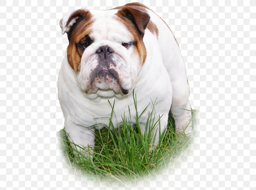 Dorset Olde Tyme Bulldogge Olde English Bulldogge American Bulldog Valley Bulldog Australian Bulldog, PNG, 500x609px, Dorset Olde Tyme Bulldogge, American Bulldog, Australian Bulldog, Breed, British Bulldogs Download Free