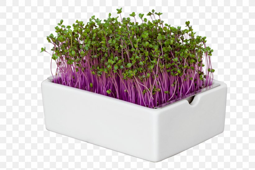 Heimgart, PNG, 1500x1000px, Heimgart Microgreens, Biofach, Flowerpot, Food, Garden Download Free