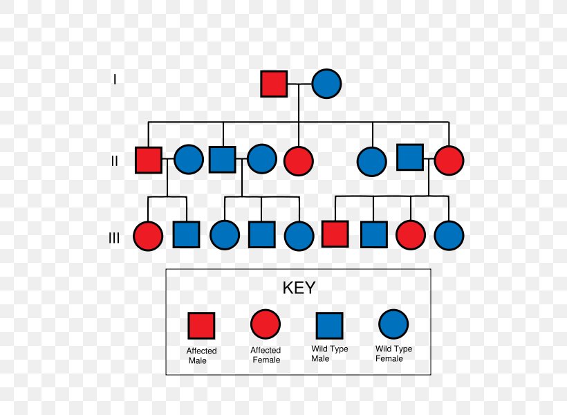 Pedigree Chart Dominance Genetics, PNG, 600x600px, Pedigree Chart, Area, Autosome, Chart, Chromosome Download Free