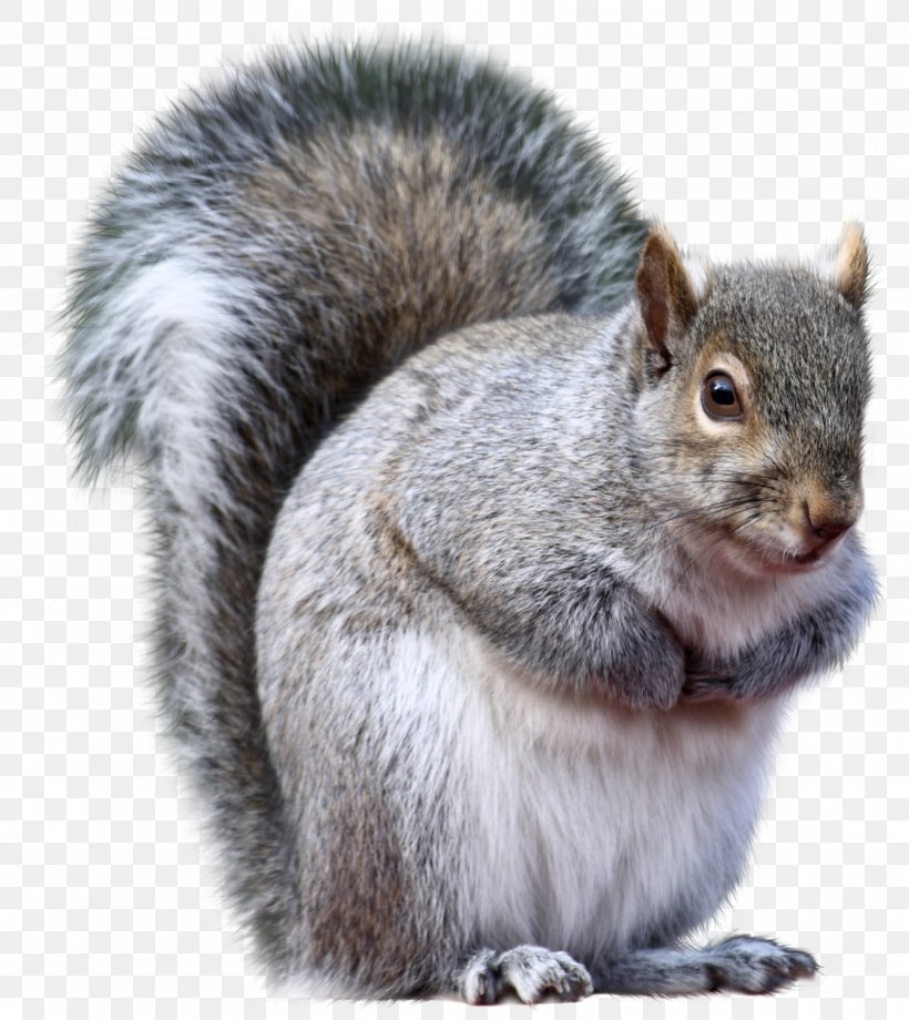 Connecticut Eastern Gray Squirrel Fox Squirrel Western Gray Squirrel Animal, PNG, 1377x1545px, Connecticut, Animal, Chipmunk, Christmas Tree, Eastern Gray Squirrel Download Free