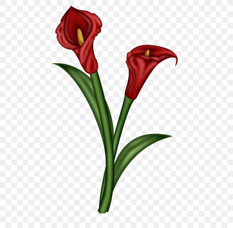Flower Arum-lily Illustration, PNG, 473x800px, Flower, Arumlily, Blog, Cut Flowers, Flora Download Free