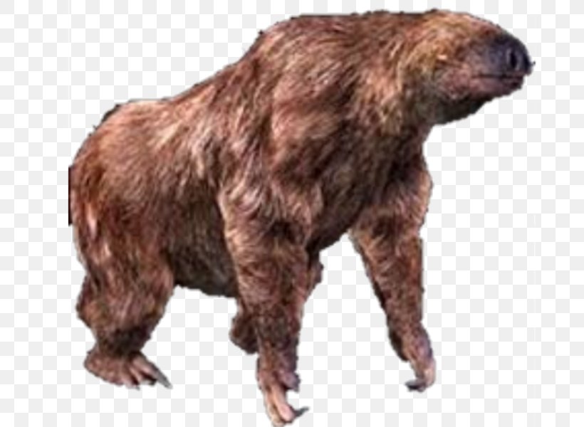 Grizzly Bear Alaska Peninsula Brown Bear Fur Terrestrial Animal, PNG, 800x600px, Grizzly Bear, Alaska Peninsula Brown Bear, Animal, Bear, Brown Bear Download Free