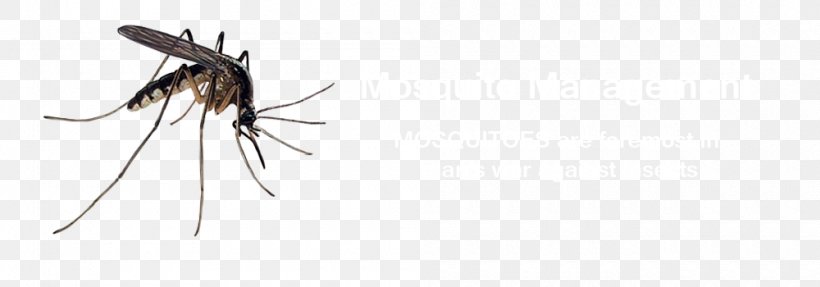Mosquito Insect Bug Zapper Line Art Racket, PNG, 1000x350px, Mosquito, Arthropod, Artwork, Blanket, Bug Zapper Download Free