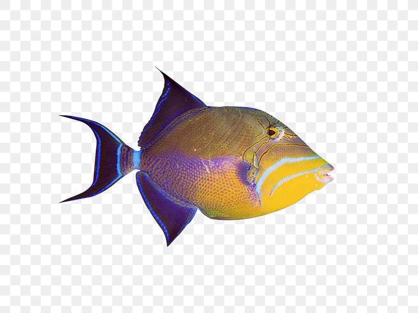 Ornamental Fish Aquarium Clip Art, PNG, 700x614px, Ornamental Fish, Animal, Aquarium, Batoidea, Digital Image Download Free