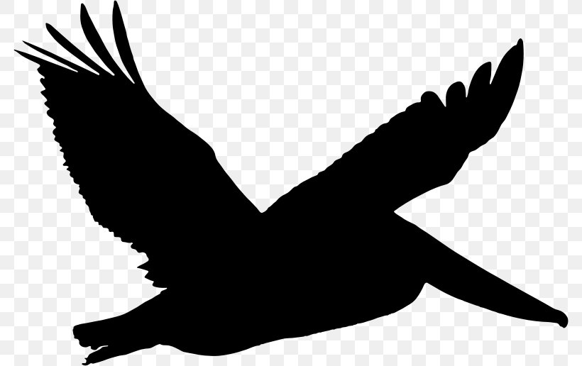 Drawing Brown Pelican Clip Art, PNG, 782x516px, Drawing, Beak, Bird, Bird Of Prey, Black And White Download Free