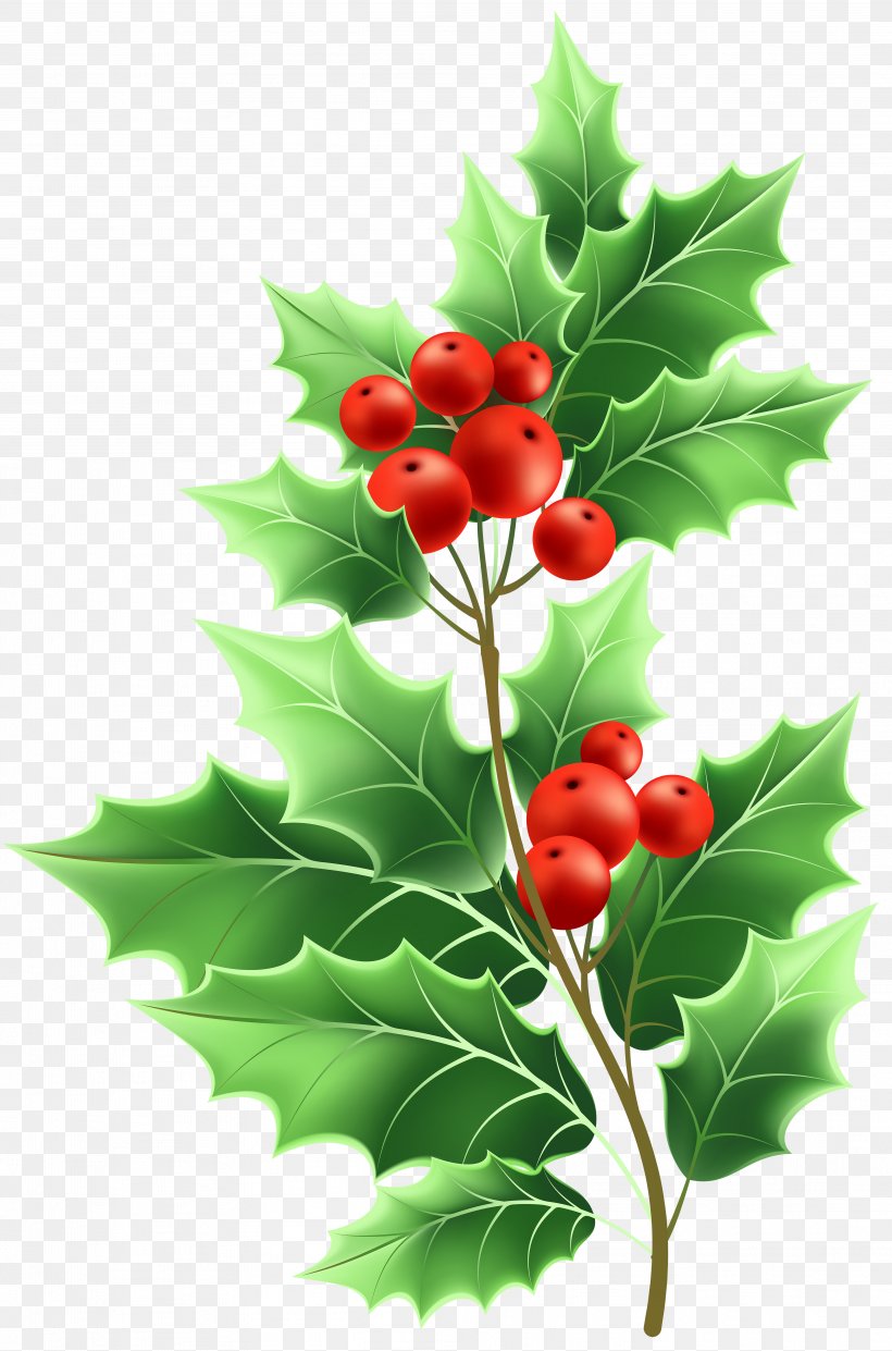 Image File Formats Lossless Compression, PNG, 3964x6000px, Mistletoe, Aquifoliaceae, Aquifoliales, Branch, Christmas Download Free
