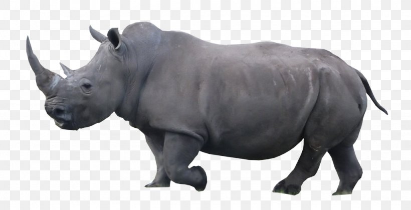 Rhinoceros Cattle Wildlife Mammal Terrestrial Animal, PNG, 1024x524px, Rhinoceros, Animal, Cattle, Cattle Like Mammal, Fauna Download Free