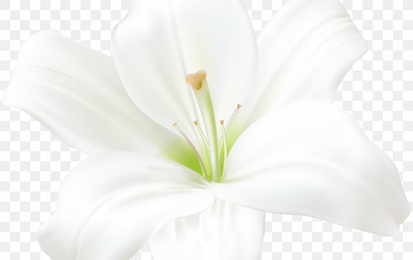 White Lily Flower, PNG, 1359x856px, Cut Flowers, Amaryllis, Anthurium, Belladonna, Datura Download Free