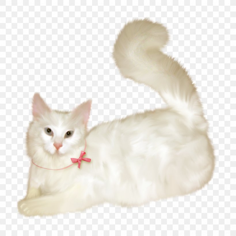 Burmilla Turkish Van European Shorthair American Wirehair Turkish ...