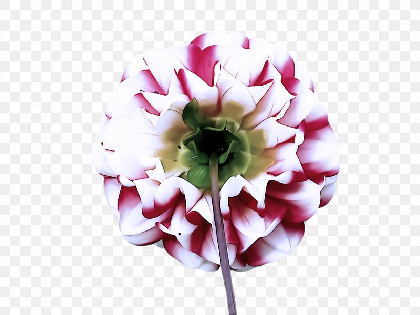 Flower Petal Pink Plant Cut Flowers, PNG, 2308x1732px, Flower, Cut Flowers, Dahlia, Gerbera, Petal Download Free