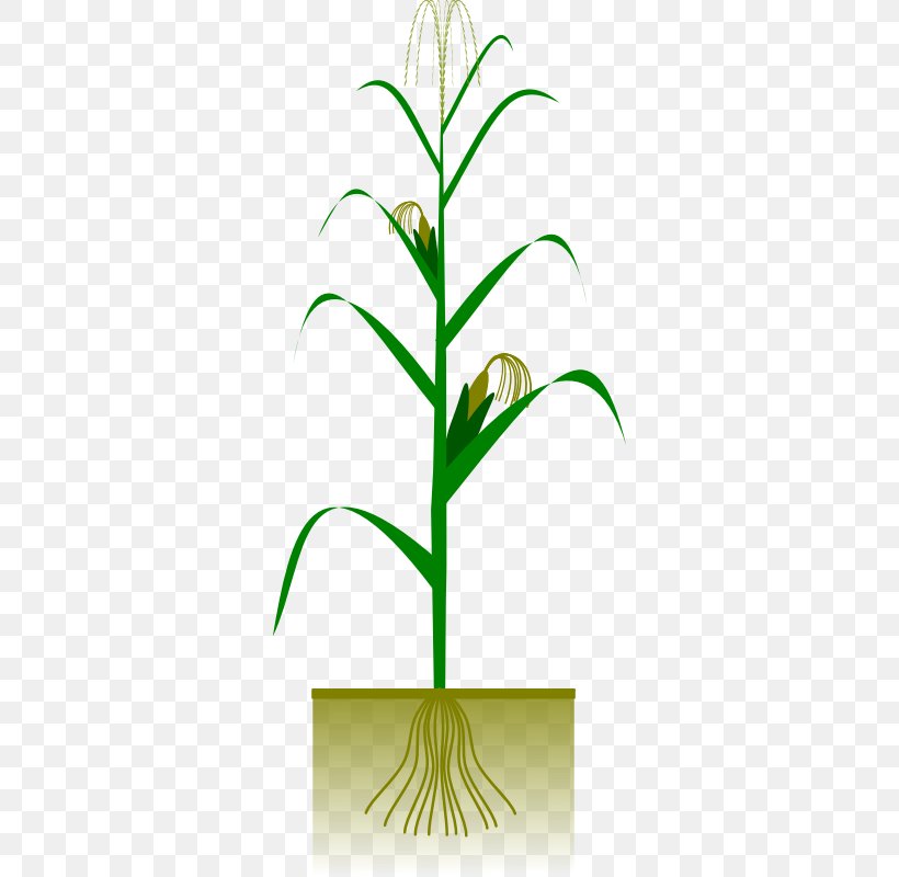 Maize Plant Crop Clip Art, PNG, 800x800px, Maize, Barley, Cereal, Commodity, Corn Maze Download Free