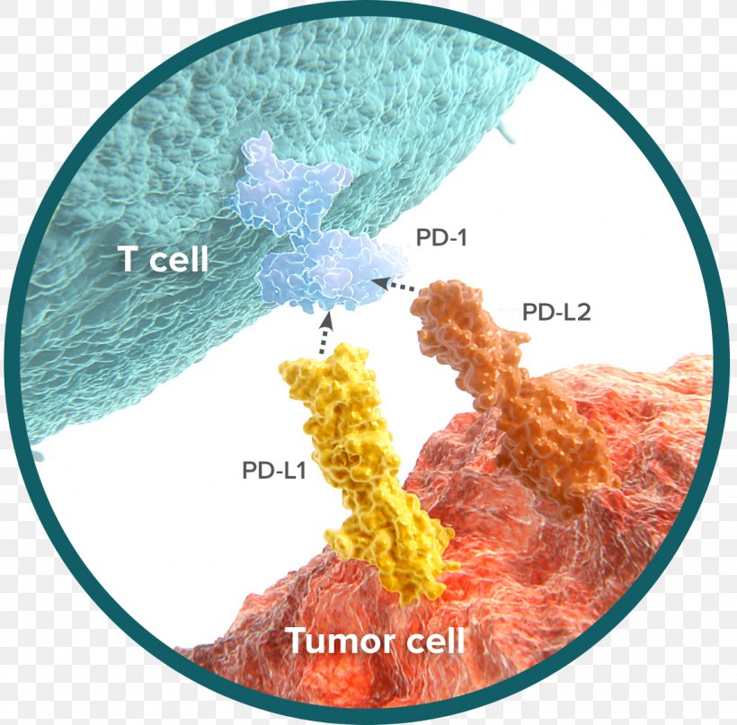 Programmed Cell Death Protein 1 Immune System Natural Killer Cell Cancer, PNG, 1144x1127px, Programmed Cell Death Protein 1, Cancer, Cancer Immunotherapy, Cell, Cytotoxic T Cell Download Free