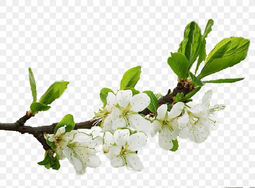Apples Tree Clip Art, PNG, 955x708px, Apples, Blossom, Branch, Cerasus, Cherry Blossom Download Free