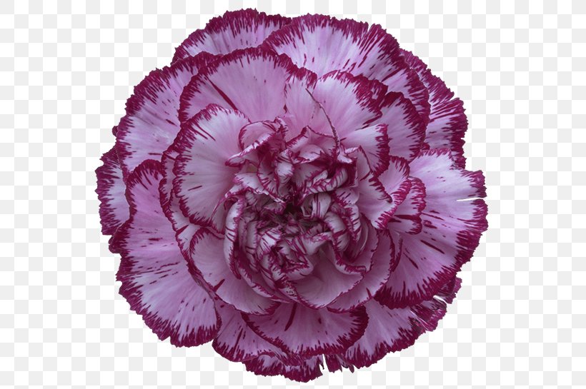 Carnation Purple Cut Flowers Violet, PNG, 582x545px, Carnation, Blue Rose, Cut Flowers, Flower, Flowering Plant Download Free