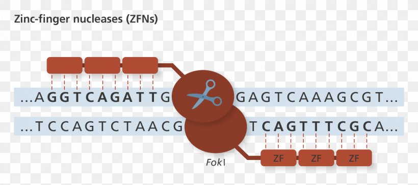 Genome Editing Zinc Finger Nuclease, PNG, 1200x532px, Genome Editing, Area, Biology, Brand, Communication Download Free