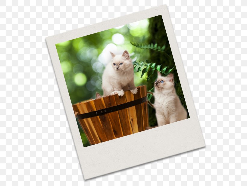 Kitten Whiskers Picture Frames, PNG, 569x616px, Kitten, Cat, Cat Like Mammal, Material, Picture Frame Download Free