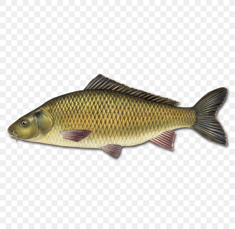 Mirror Carp Koi Goldfish Carp Fishing, PNG, 800x800px, Mirror Carp, Barramundi, Bass, Bony Fish, Carp Download Free