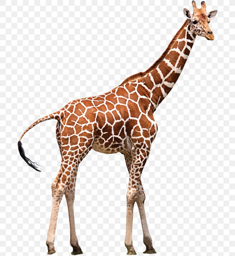 Northern Giraffe Neck Zoo Animal, PNG, 700x893px, Giraffe, Animal, Animal Figure, Editing, Fauna Download Free