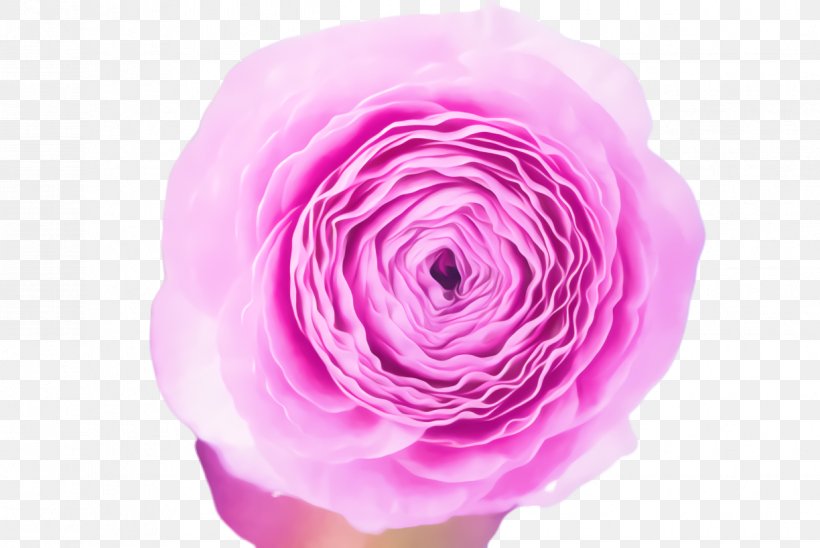 Pink Flower Cartoon, PNG, 1224x818px, Rose, Bloom, Blossom, Cabbage Rose, Cut Flowers Download Free