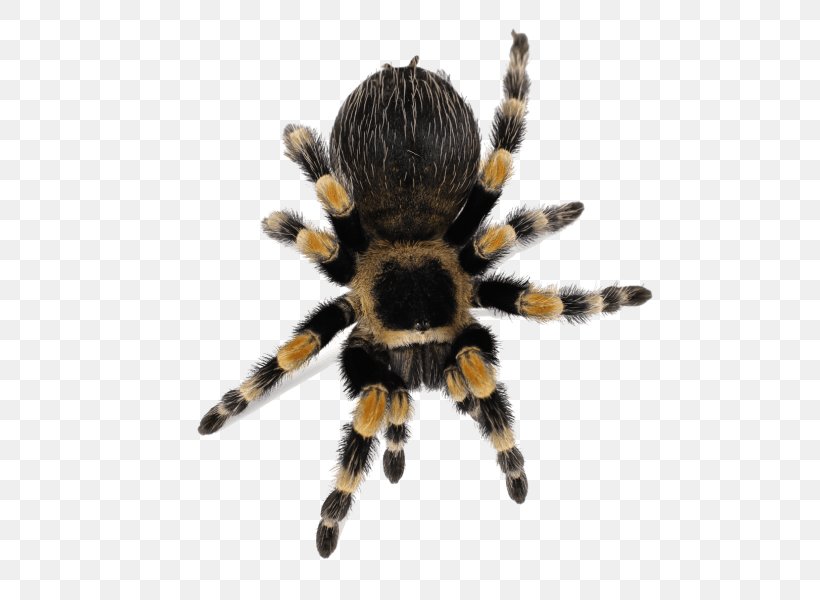 Spider Brachypelma Hamorii Smith's Redknee Tarantula Lycosa Tarantula, PNG, 600x600px, Spider, Arachnid, Arthropod, Brachypelma, Brachypelma Albopilosum Download Free